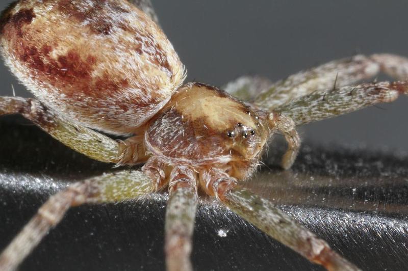 Philodromus_aureolus_D7500_Z_89_NP De Hoge Veluwe_Nederland.jpg